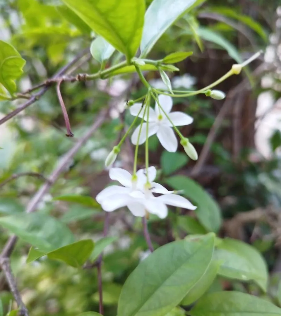 Nhat Ha Homestay Vũng Tàu 0*,  Vietnam