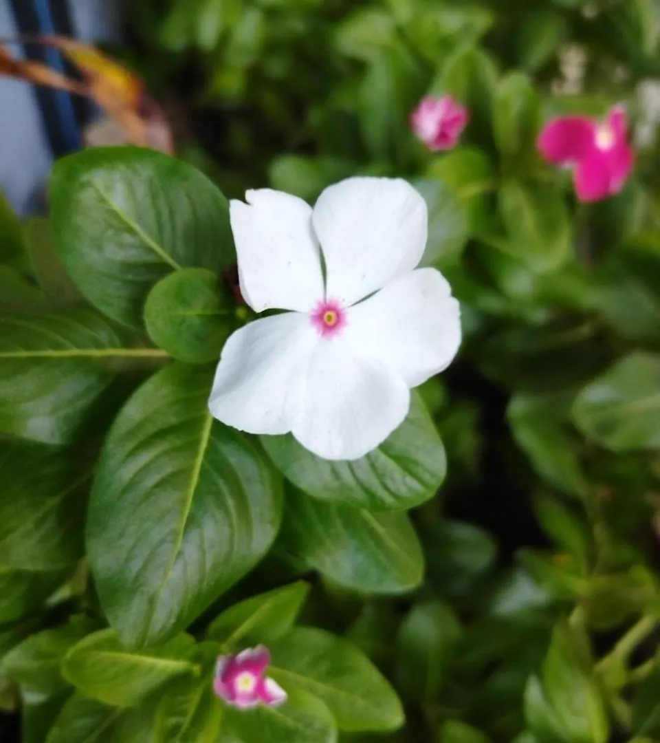 Nhat Ha Homestay Vung Tau Apartment