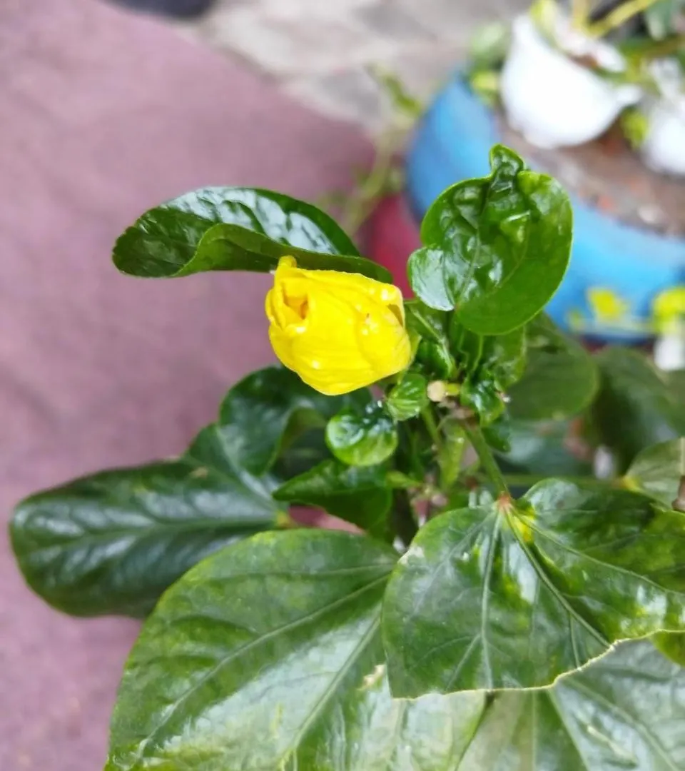Apartment Nhat Ha Homestay Vung Tau Vietnam